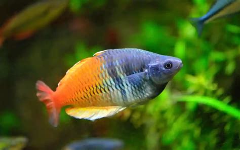 small aquarium fish  freshwater tanks oceanbitez