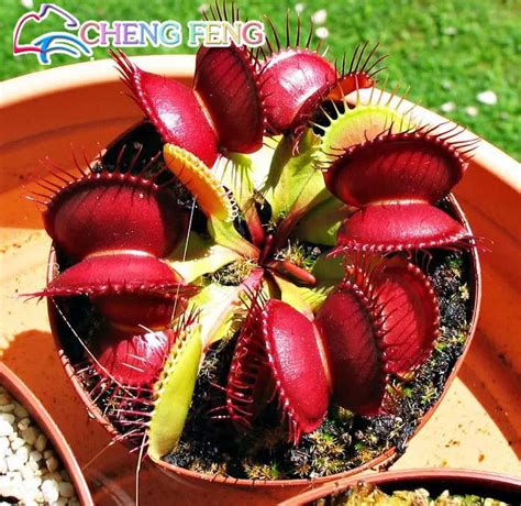 Pcs Pack Potted Insectivorous Plant Seeds Dionaea Muscipula Giant