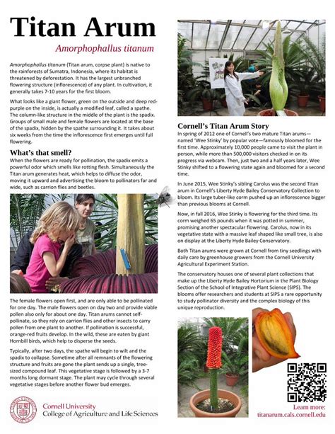 PDF Amorphophallus Titanum Cpb Us E1 Wpmucdn Titan Arum