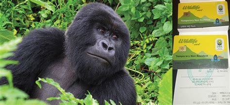 Kihihi Airstrip Bwindi National Park Uganda Gorilla Trekking Tours