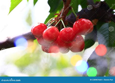 Mature Large Cherry Hanging In A Tree Stock Photo Image Of Cherry President