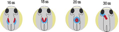 Figure 1 From The Role Of Neural Crest Cells In Vertebrate Cardiac