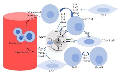 OSCC Cells CAFs And Also Resident Macrophages In TME Release Some