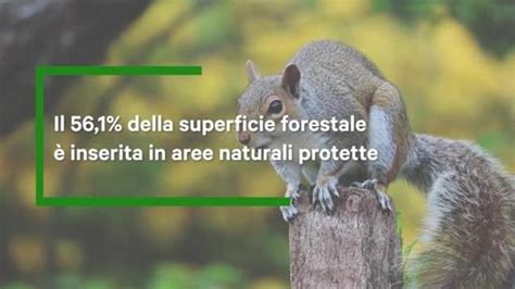 Legambiente La Bioeconomia Delle Foreste Deve Essere Un Pilastro Del