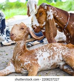 25 195 Goat Eating Grass In The Farm Images Stock Photos Vectors