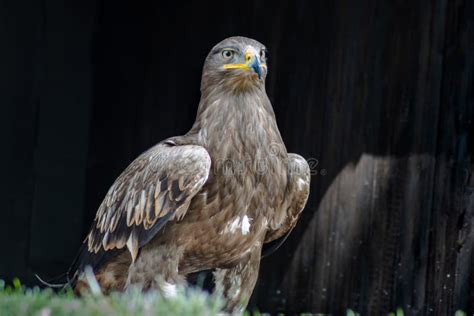 Steppe Eagles Aquila Nipalensis Are The Character Birds Of The Steppes