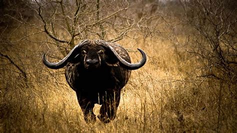 Extreme Hunting Charging Cape Buffalo Hunt In Mozambique Team Wild