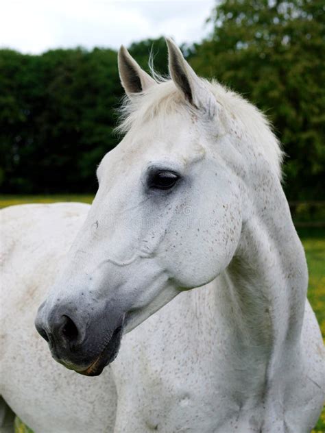 Grey Horse Head Shot Royalty Free Stock Images Image 27821519