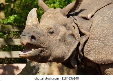 795 Rhinoceros teeth Images, Stock Photos & Vectors | Shutterstock