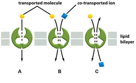 Cell bio membrane transport exam 2 Flashcards | Quizlet 