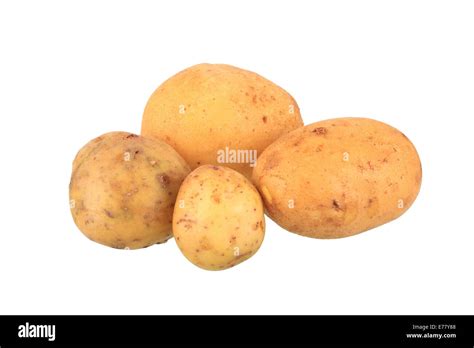 Agria Potatoes Hi Res Stock Photography And Images Alamy