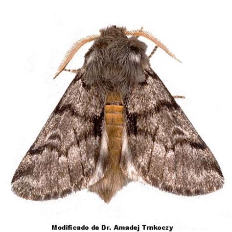 Thaumetopoea pityocampa Agrológica