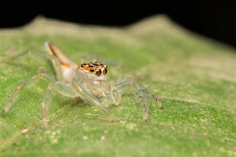 Jumping spider predator nature habitat 4750824 Stock Photo at Vecteezy