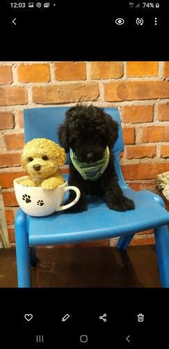 Jual Anjing Poodle Murah Ada Anakan Mini Toy Poodle Page Of