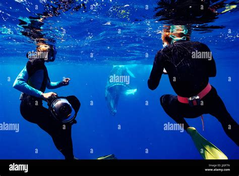 Two People Snorkeling With Humpback Whales In Ocean Kingdom Of Tonga