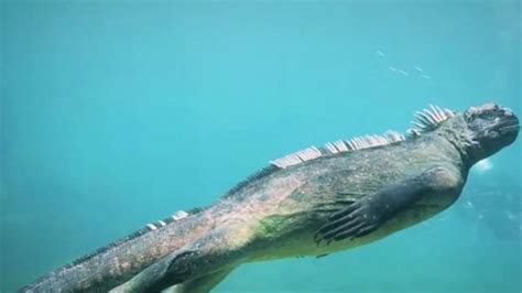 Lebih Dekat Dengan Iguana Laut Wujudnya Mirip Godzilla Galapagos