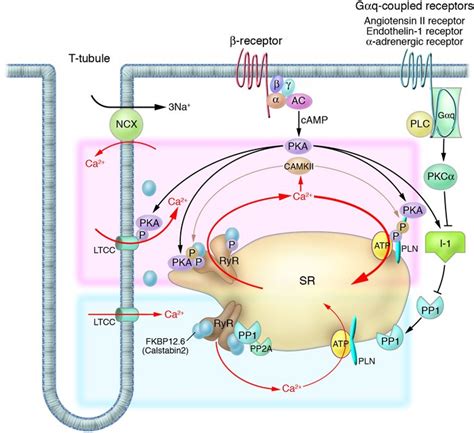 Jci Altered Intracellular Ca Handling In Heart Failure