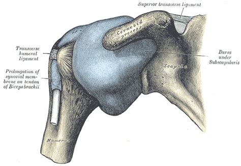 Coracoid process - wikidoc