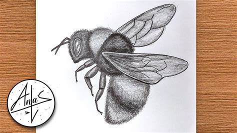 How To Draw A Bee Realistic Bee Drawing Tutorial Youtube