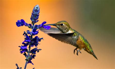 Endangered Hummingbirds