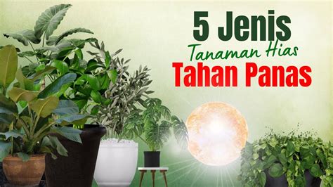 Jenis Tanaman Hias Tahan Panas Dan Mudah Dirawat Youtube