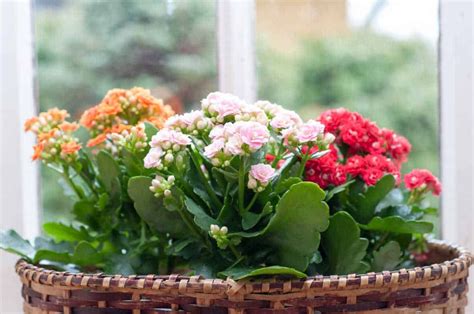 Où et quand placer un kalanchoé en extérieur Jardipartage Plantes