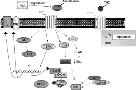 Schematic Of Signalling Pathways Associated With Cannabinoid Receptor