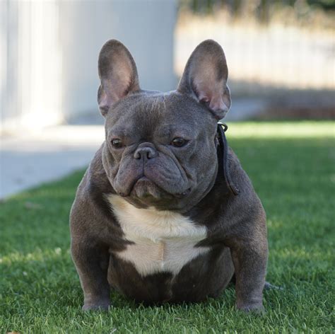 Top Bully French Bulldog Learn more here | bulldogs