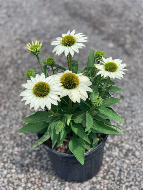 Echinacea X Kismet White Kismet White Coneflower Feeney S