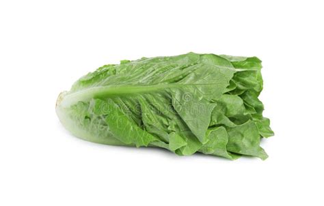 Fresh Green Romaine Lettuce Isolated On White Stock Photo Image Of