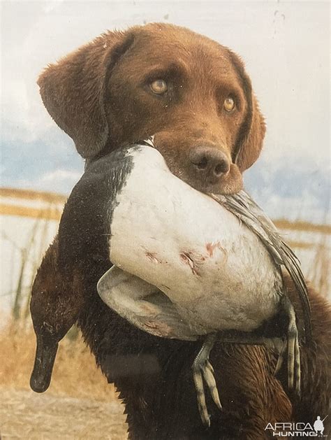 Canvasback Duck Hunting | AfricaHunting.com