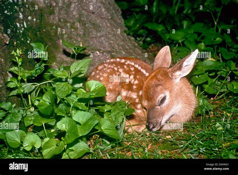 White Tailed Deer Fawn Sleeping