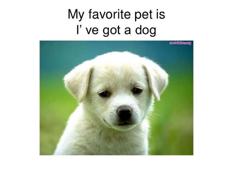 My Favourite Pet Is