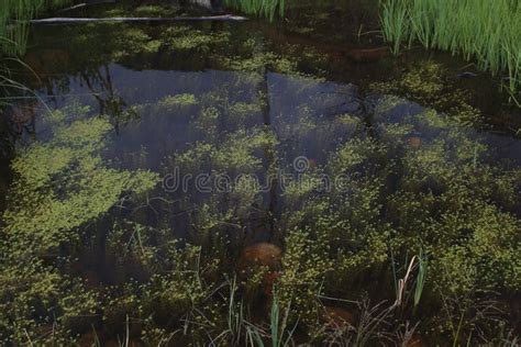 Green Plants in Pond or Lake Stock Photo - Image of stagnant, greenery ...