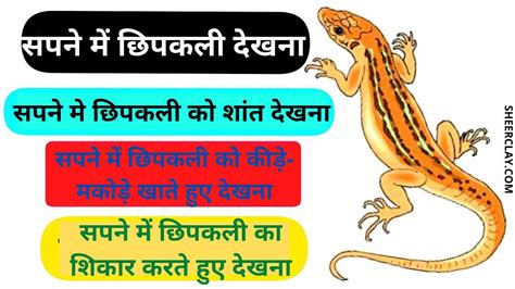 Seeing Lizard In Dreams सपने में छिपकली को देखना Sapne Me Chipkali Dekhna