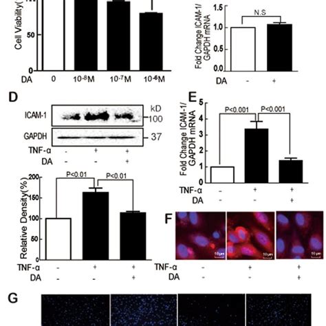 DA inhibited TNF α induced ICAM 1 expression and monocyte HUVEC