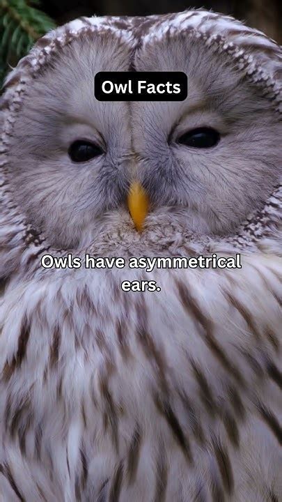 Owl Facts Asymmetrical Ears For Better Hearing Shorts Youtube