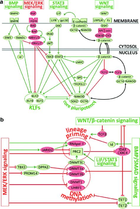 Schematic Summary Of Four Main Signaling Pathways That Regulate The Download Scientific Diagram