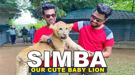 රටම කතා වුනු පුංචි සිංහ පැටියා Simba The Cute Lion Cub At Dehiwala