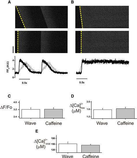 Figure 1 From Assessment Of Sarcoplasmic Reticulum Ca2 Depletion