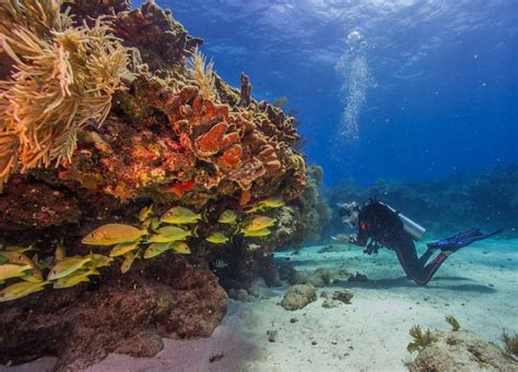 Facts And History Floridas Coral Reef