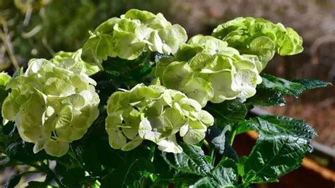 Hydrangea Leaves Curling? (11 Causes and Solutions)