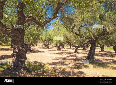 Olive Trees In Traditional Greek Garden Zakynthos Island Stock Photo