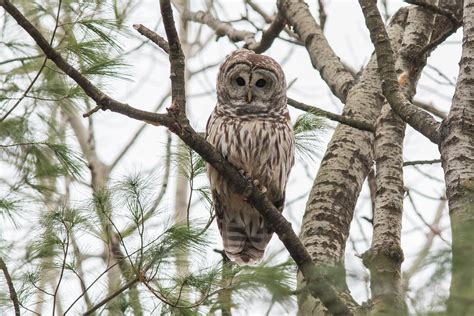 Chouette Ray E Strix Varia Barred Owl Beau Petit Regard Flickr