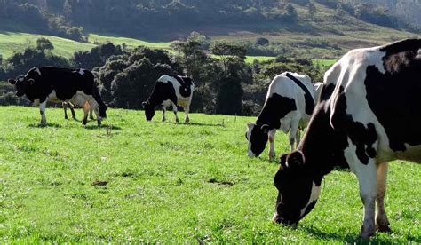 Correto Manejo Na Secagem Influencia Bem Estar E Performance Das Vacas