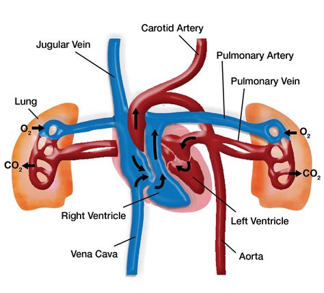 Blood Flow Through Heart And Lungs Diagram Circulation Heart