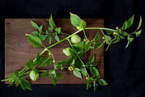 Tomato & Tomatillo Salad with Edible Flowers | Botanical Kitchen