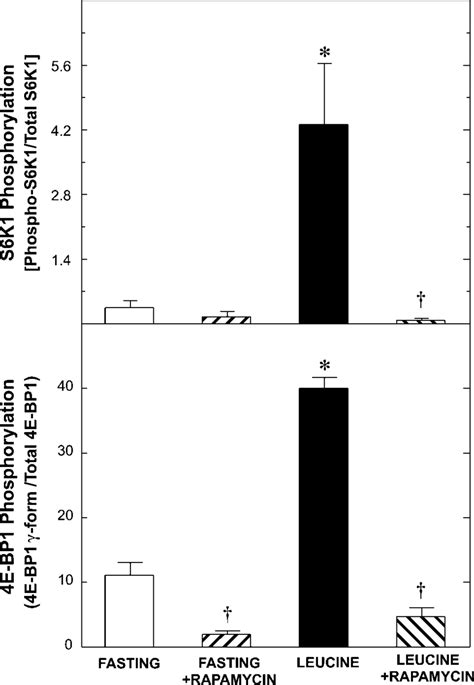 Effect Of Rapamycin On The Extent Of S6k1 And 4e Bp1 Phosphorylation Download Scientific