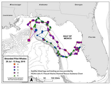 Pilot Whale Migration Path