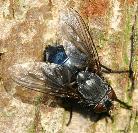 Calliphora Vicina Alchetron The Free Social Encyclopedia